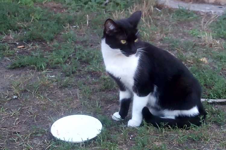 Врятований